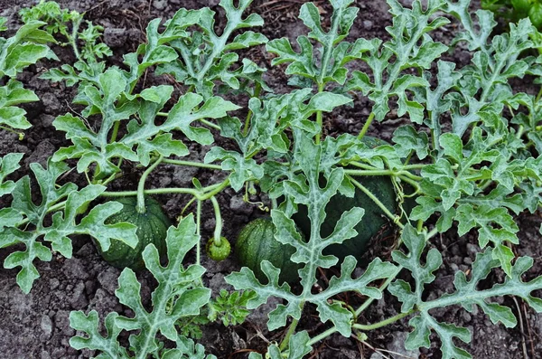 güzel karpuz doğa alanında yerde yetişir