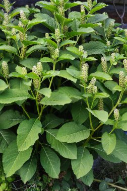 Phytol. Amerika 'nın zehirli bitkisi..