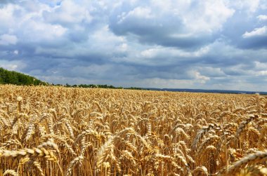 Güneşli günde buğday alanı.