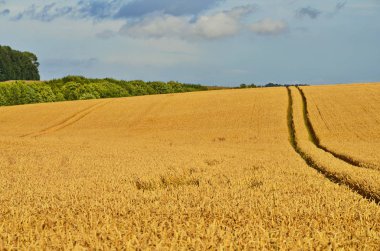 Güneşli günde buğday alanı.