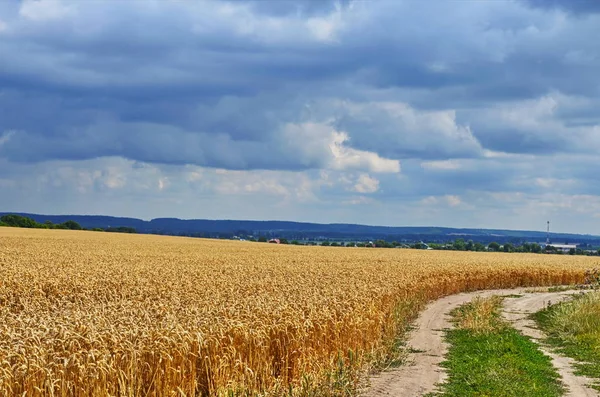 Пшеничное поле в солнечный день . — стоковое фото