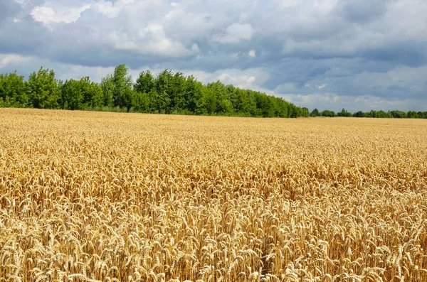 Pole pszenicy w słoneczny dzień. — Zdjęcie stockowe