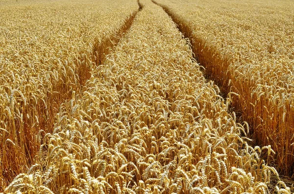The wheat field in sunny day. — Stock Photo, Image