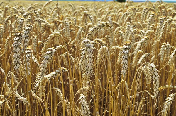 Het tarwe veld in de zonnige dag. — Stockfoto