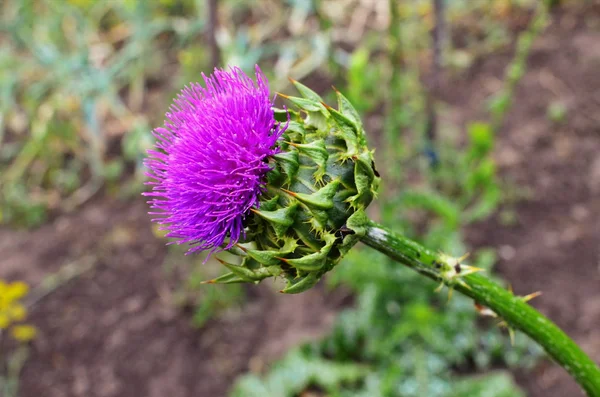 Σιναδάδα marianum. — Φωτογραφία Αρχείου