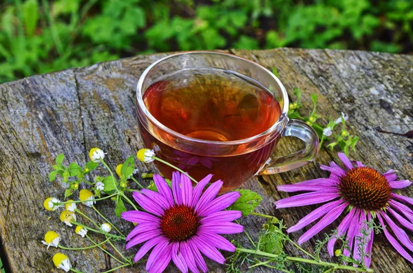 Tea with echinacea useful to health. — Stock Photo, Image