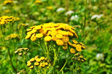 Vahşi bitkisel tansi (lat. Tanasetum vulgare).