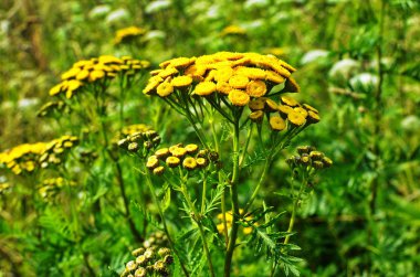 Vahşi bitkisel tansi (lat. Tanasetum vulgare).