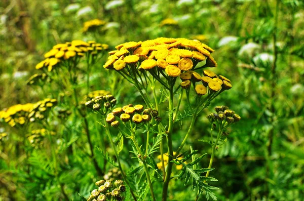 Vahşi bitkisel tansi (lat. Tanasetum vulgare).