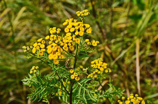 Άγρια φαρμακευτικά φυτά tansy (lat. Τανάκτιο αιδοίο). — Φωτογραφία Αρχείου