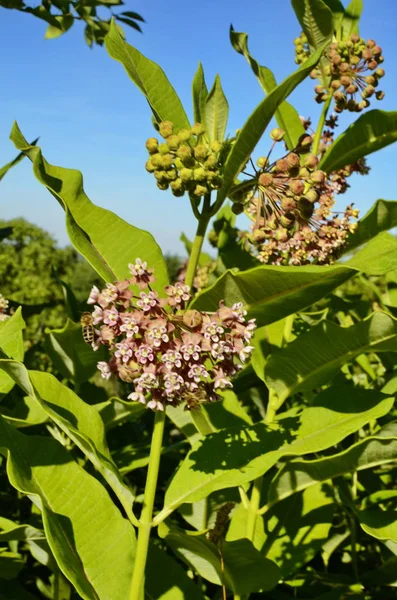 Common Milkweed (Asclepias syriaca)