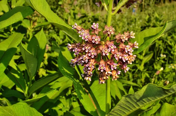 Common Milkweed (Asclepias syriaca)