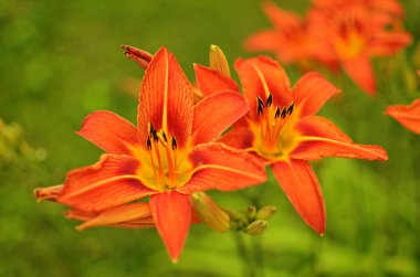 Makro fotoğraf doğası çiçek açan turuncu Lilium soğanı.