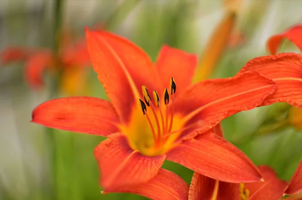 Makro zdjęcie natura kwitnący kwiat pomarańczowy lilium bulbiferum. — Zdjęcie stockowe