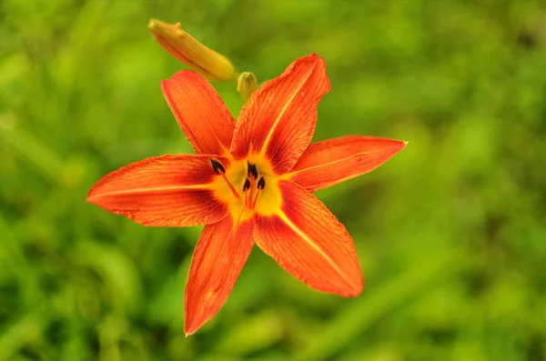 Macro foto natureza florescendo flor laranja Lilium bulbiferum . — Fotografia de Stock