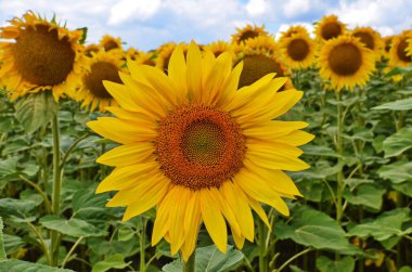 Ayçiçeği alanın üzerine mavi gökyüzü bulutlu