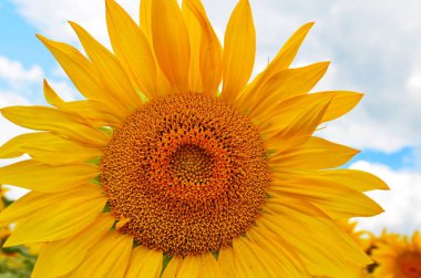 Ayçiçeği alanın üzerine mavi gökyüzü bulutlu