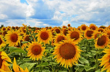 Ayçiçeği alanın üzerine mavi gökyüzü bulutlu