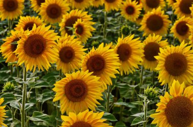 Ayçiçeği alanın üzerine mavi gökyüzü bulutlu