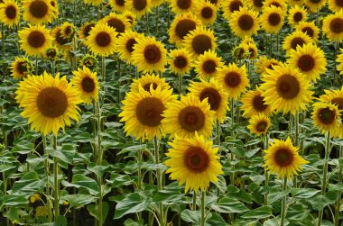 Ayçiçeği alanın üzerine mavi gökyüzü bulutlu