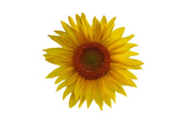 Ayçiçeği alanın üzerine mavi gökyüzü bulutlu