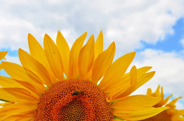 sunflower field over cloudy blue sky