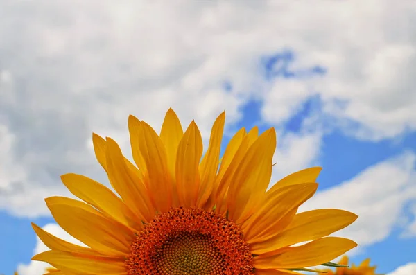 Champ de tournesol sur ciel bleu nuageux — Photo