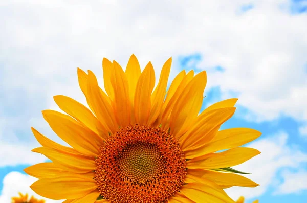 Champ de tournesol sur ciel bleu nuageux — Photo