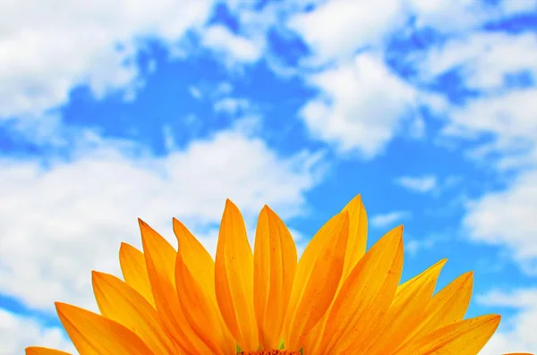 Campo de girasol sobre cielo azul nublado —  Fotos de Stock