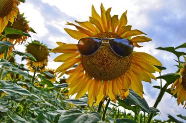 Alanda ayçiçeği sembolleri.