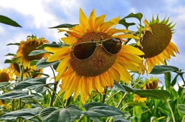 Alanda ayçiçeği sembolleri.