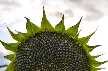 Ayçiçeği alanın üzerine mavi gökyüzü bulutlu