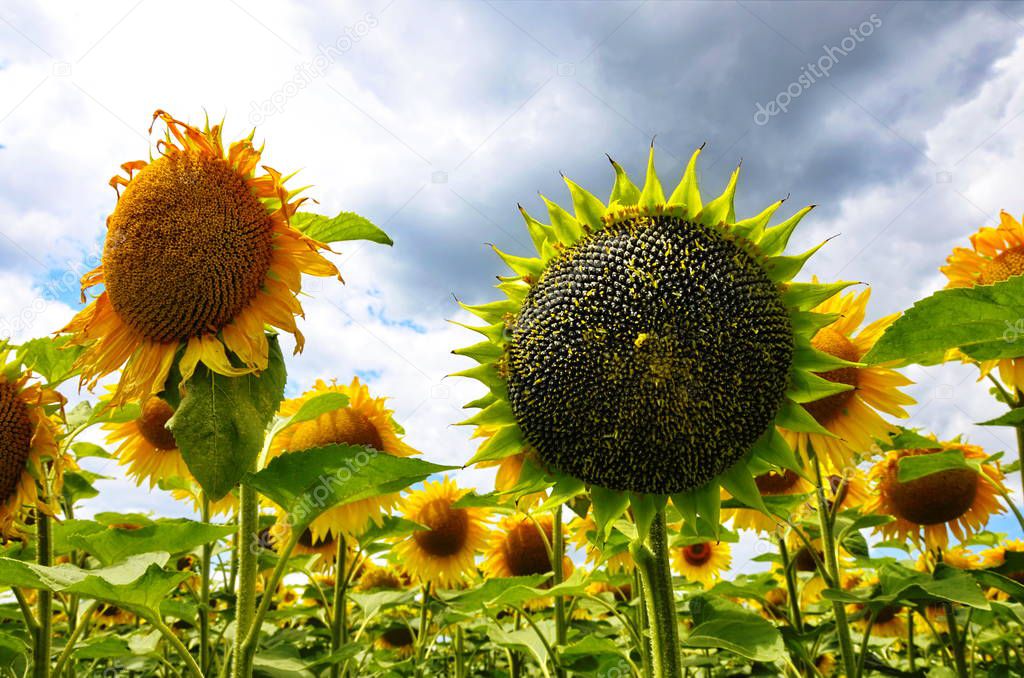 sunflower field over cloudy blue sky