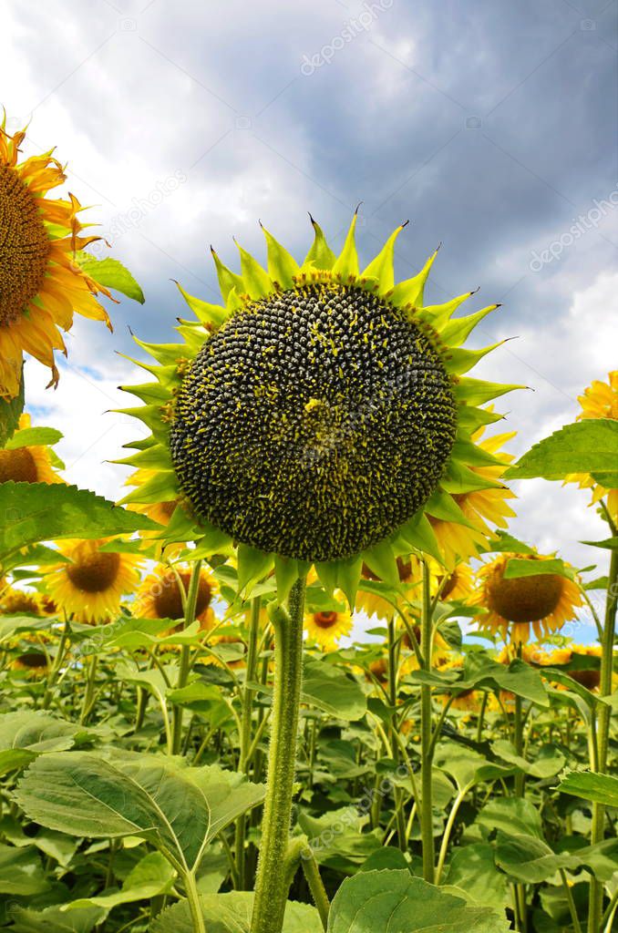 sunflower field over cloudy blue sky