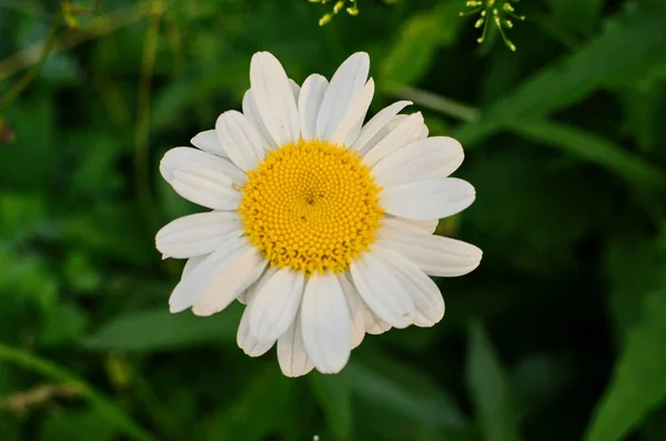 Χαμομήλι ή Χαμομήλι λουλούδια που απομονώνονται σε λευκό φόντο. — Φωτογραφία Αρχείου