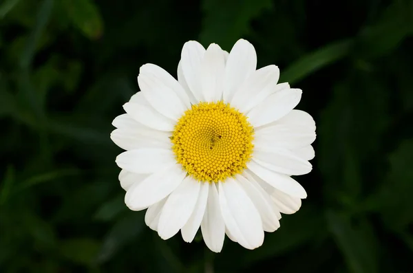 Camomila ou flores de camomila isoladas sobre fundo branco . — Fotografia de Stock