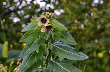 Henbane siyahı (lat. Hyoscýamus níger) zehirli bitki.