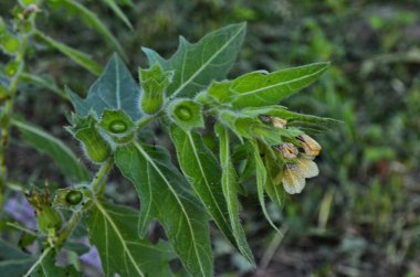 Henbane siyahı (lat. Hyoscýamus níger) zehirli bitki.