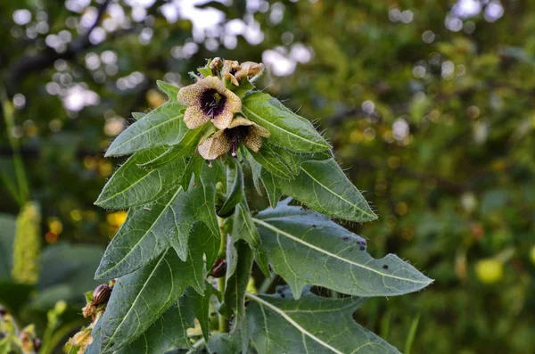 Henbane siyahı (lat. Hyoscýamus níger) zehirli bitki. — Stok fotoğraf