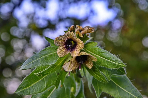 Henbane black ( lat. Hyoscýamus níger) poisonous plant. — Stock Photo, Image