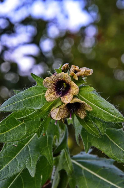 Henbane svart (lat. Hyoscýamus Níger) giftig växt. — Stockfoto