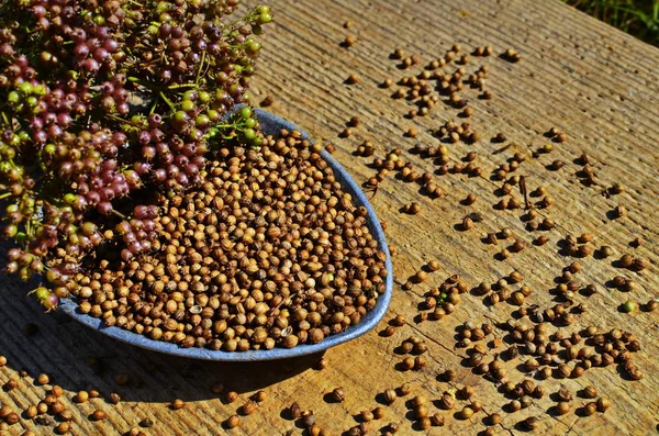 Koriander - das weit verbreitete Gewürz in der Küche. — Stockfoto