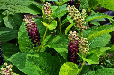 Pokeweed (Phytolacca) - yeşillik ve meyve görünür