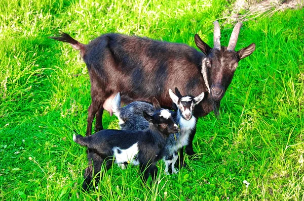 Kudde boerderij geiten. — Stockfoto