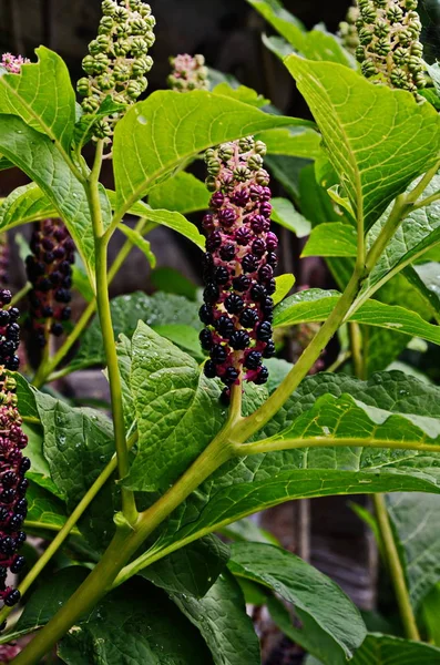 Pokeweed (Phytolacca)-liście i owoce widoczne — Zdjęcie stockowe