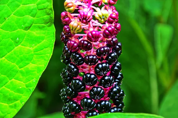 Pokovník (Phytolacca)-listoví a plody viditelné — Stock fotografie