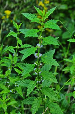 Bir çingene bitkisinin çiçekleri (Lycopus europaeus)