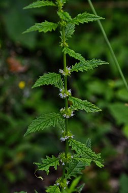 Bir çingene bitkisinin çiçekleri (Lycopus europaeus)