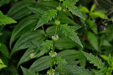 Bir çingene bitkisinin çiçekleri (Lycopus europaeus)