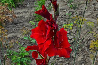 Bahçede açan bulanık arka plan ile gladiolus Glorious pembe ve sarı çiçek